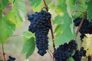 Vineyard Grapes