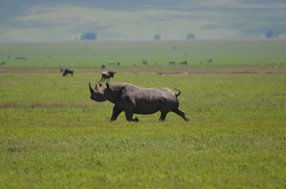 This Black Rhinoceros went for a trot across the Ngorongoro Crater, but was WAY too far away for any of the lenses we own. The rented lens brought him close enough for a great action shot!