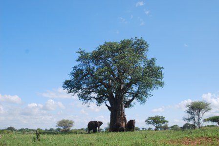 Elephants gather under a baobab tree in Tarangire National Park