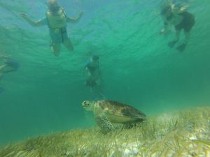 Swimming with Sea Turtles