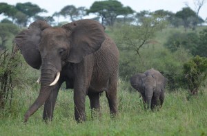 Tarangire National Park