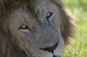 A Lion's Golden Eyes