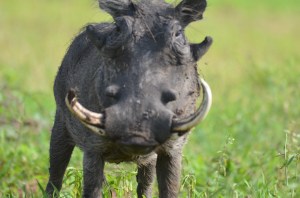Tarangire National Park is the sixth largest national park in Tanzania after Ruaha, Serengeti, Mikumi, Katavi and Mkomazi. The national park is located in Manyara Region.
