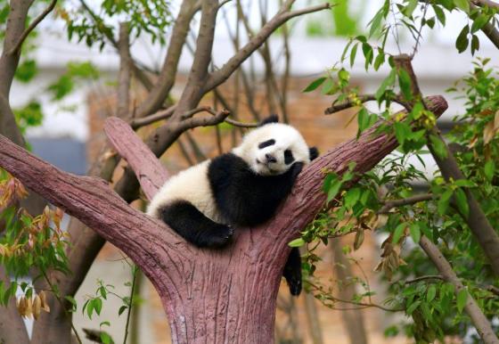 panda in tree