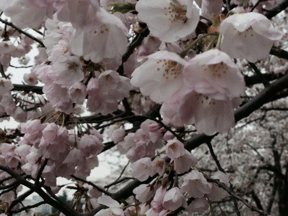 Cherry Blossoms