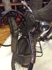 Bikes Trapped in Trees