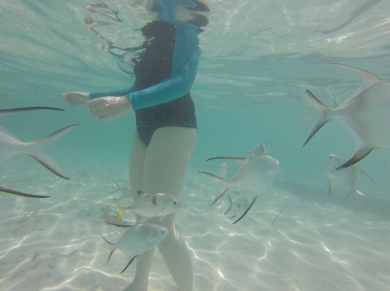 The Friendly Fish in the Crystal Clear Water